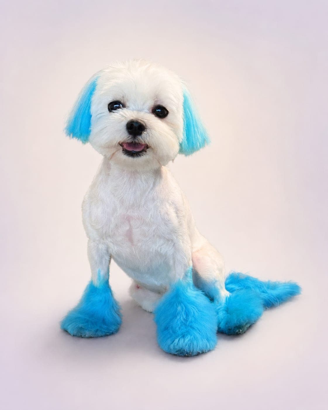 White dog with turquoise creative color on the ears, paws, and tail