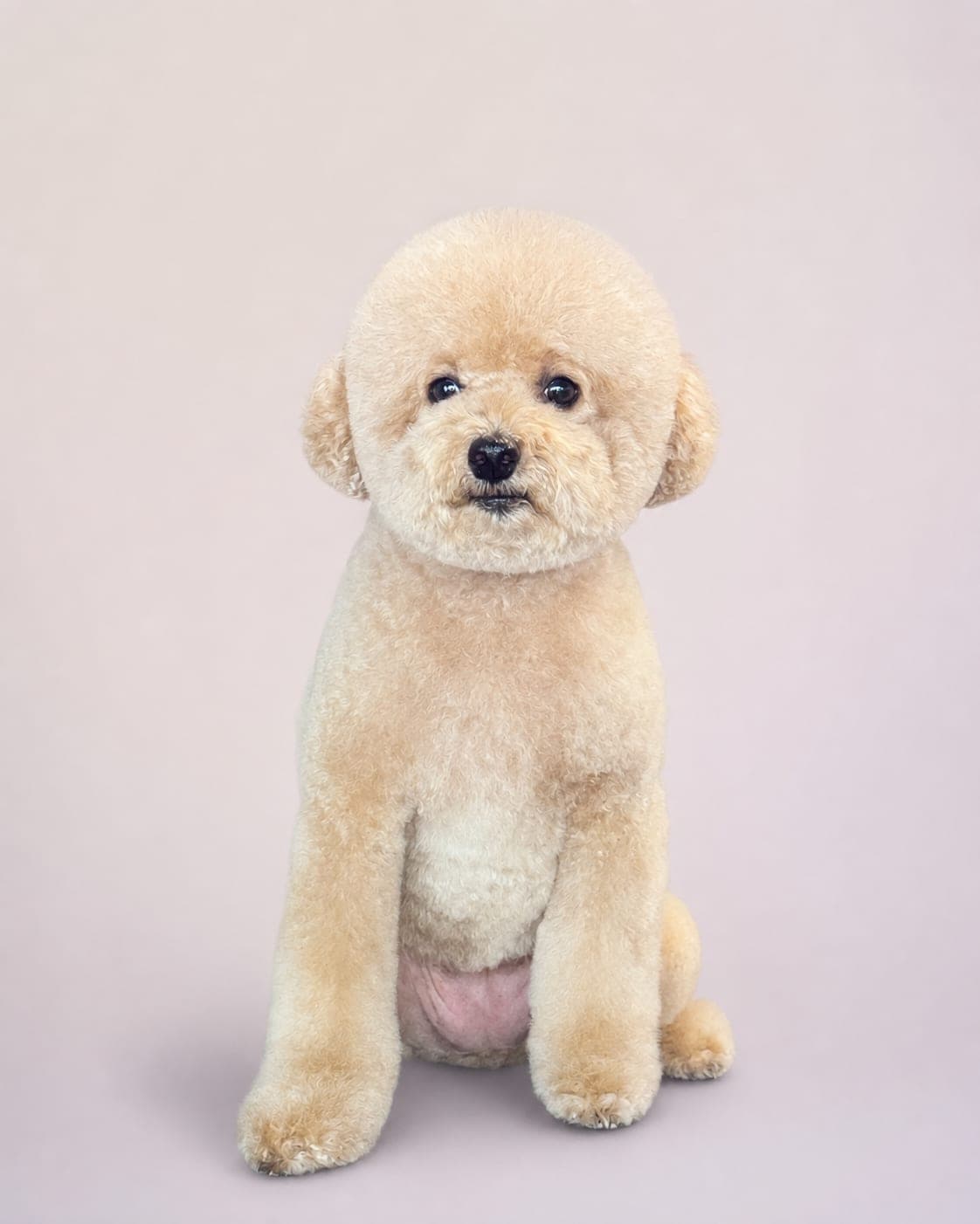 Cream toy poodle sitting in a full teddy bear cut