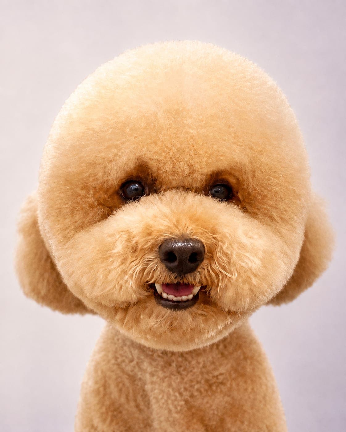 Apricot poodle with a rounded teddy bear head and a bright, finished expression