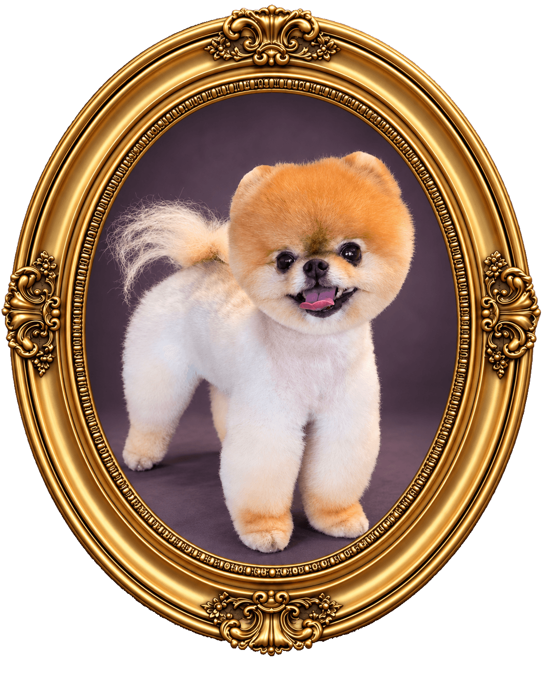 K9 Atelier grooming portfolio — Pomeranian in a Boo cut, ornate oval gold frame