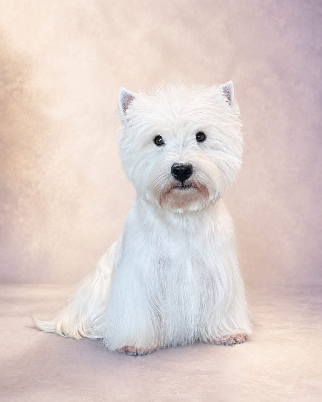 West Highland White Terrier in a classic show-style groom