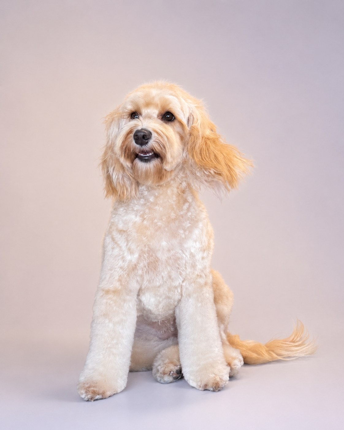 A cream curly-coated dog sitting in a finished groom