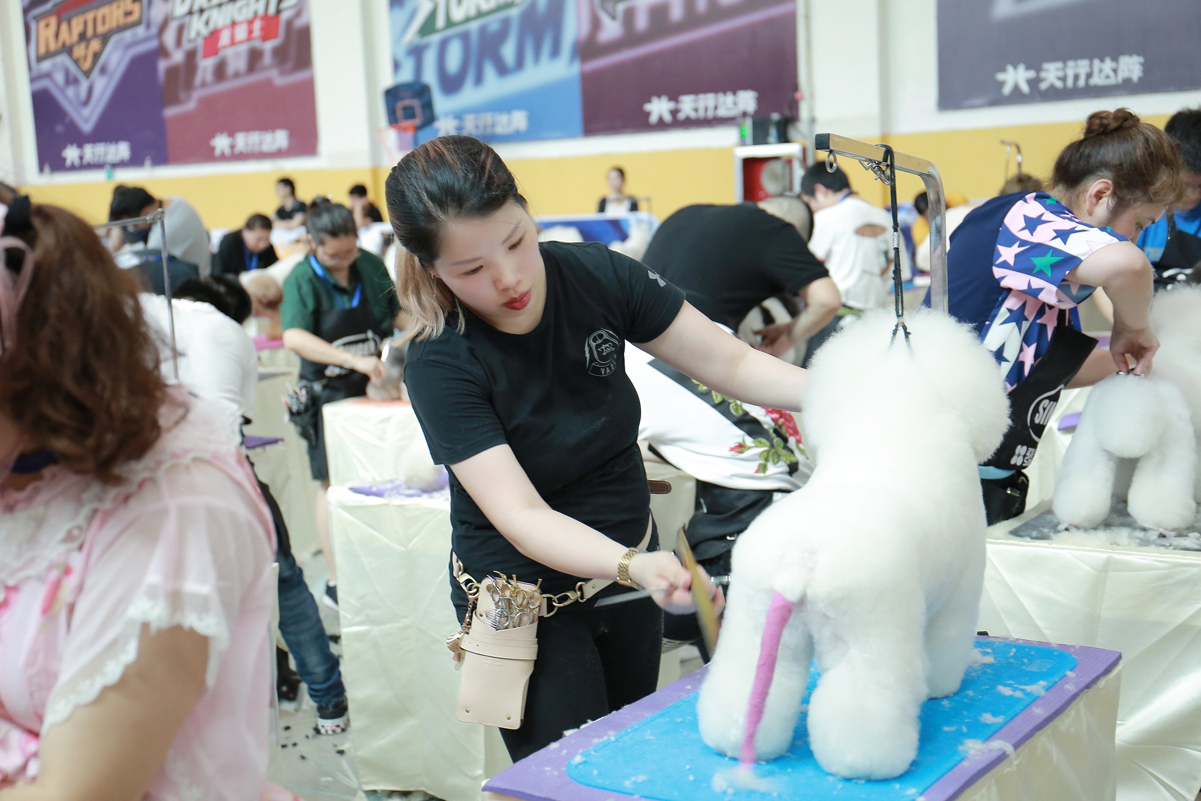 Penny grooming during a professional grooming competition