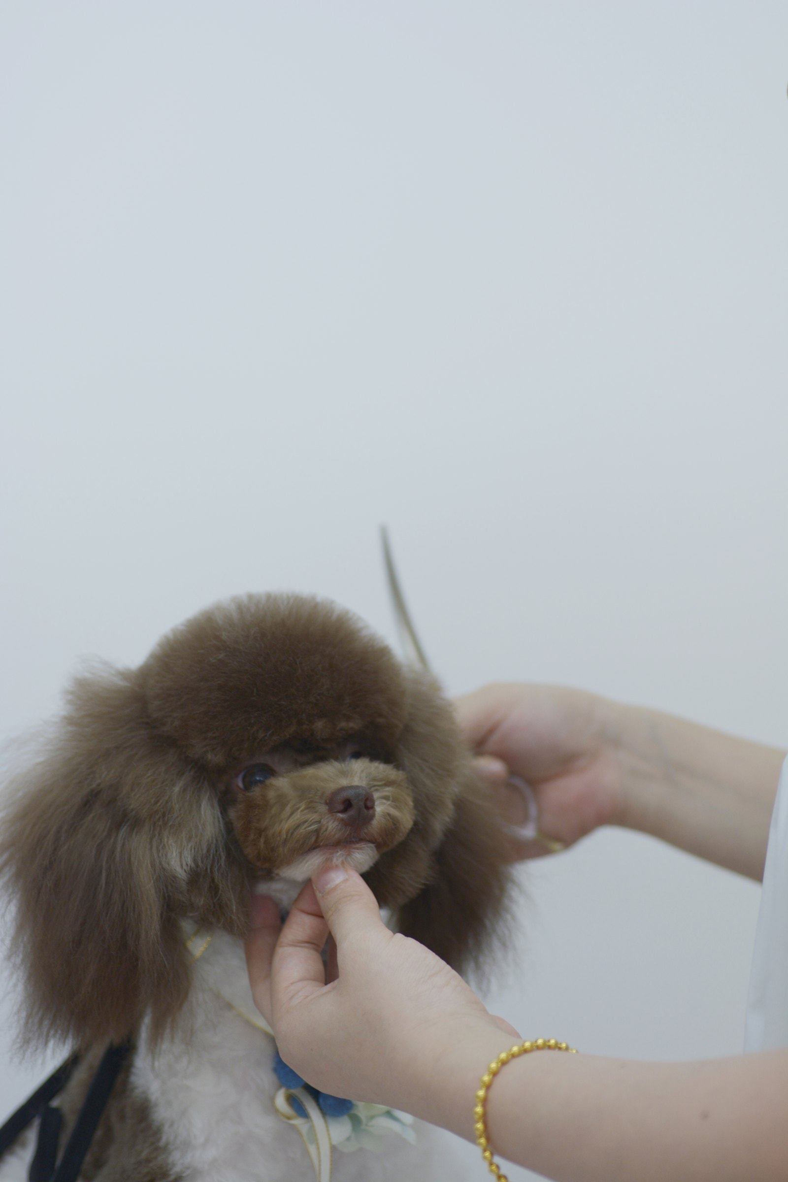 A groomer finishing a detailed facial trim on a brown poodle