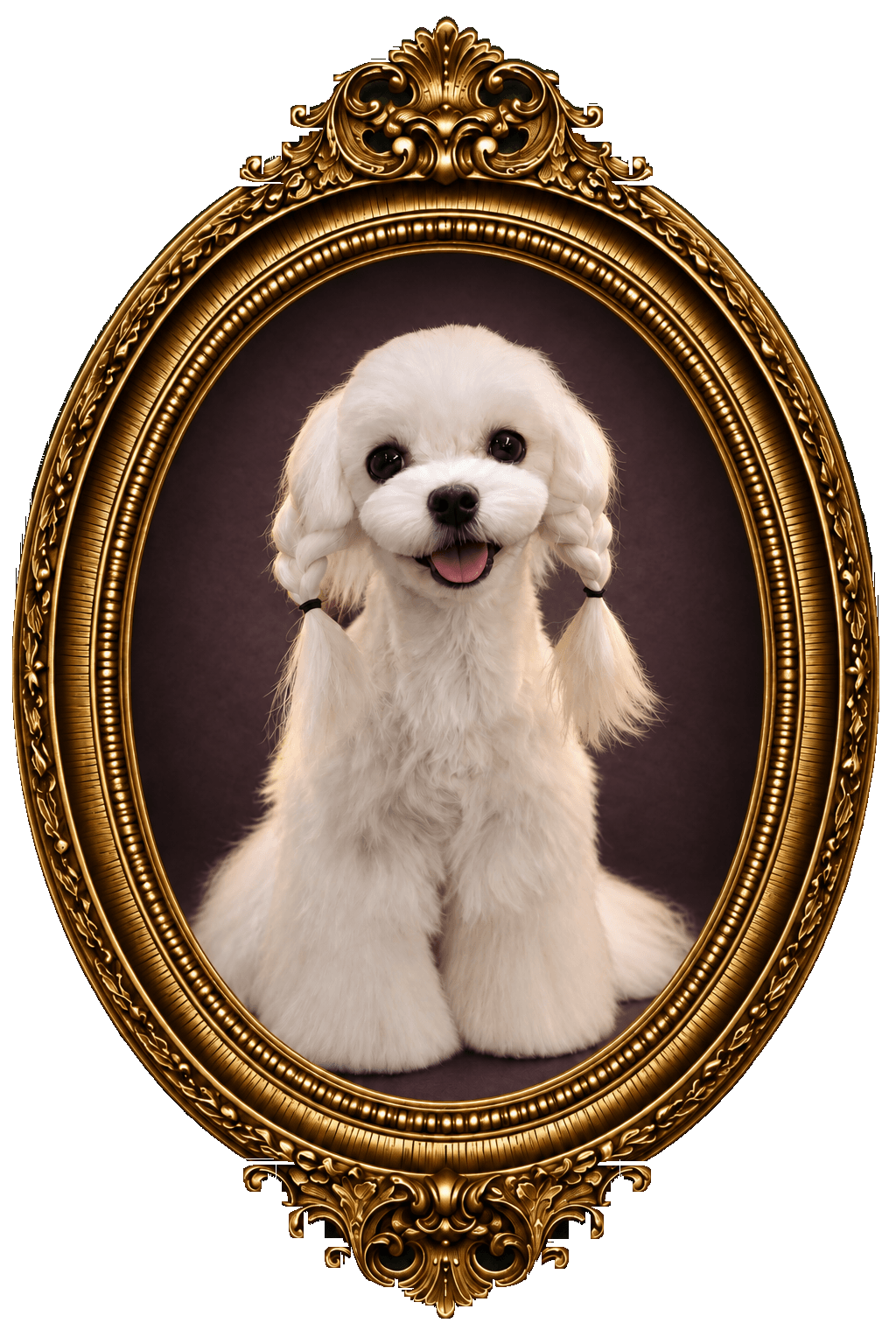 K9 Atelier grooming portfolio — Maltese with braided ears in an ornate oval gold frame