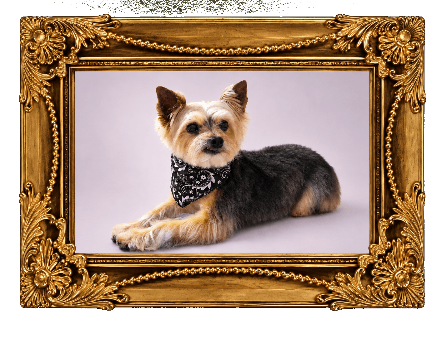 K9 Atelier grooming portfolio — Yorkshire Terrier in a paisley bandana, ornate gold frame