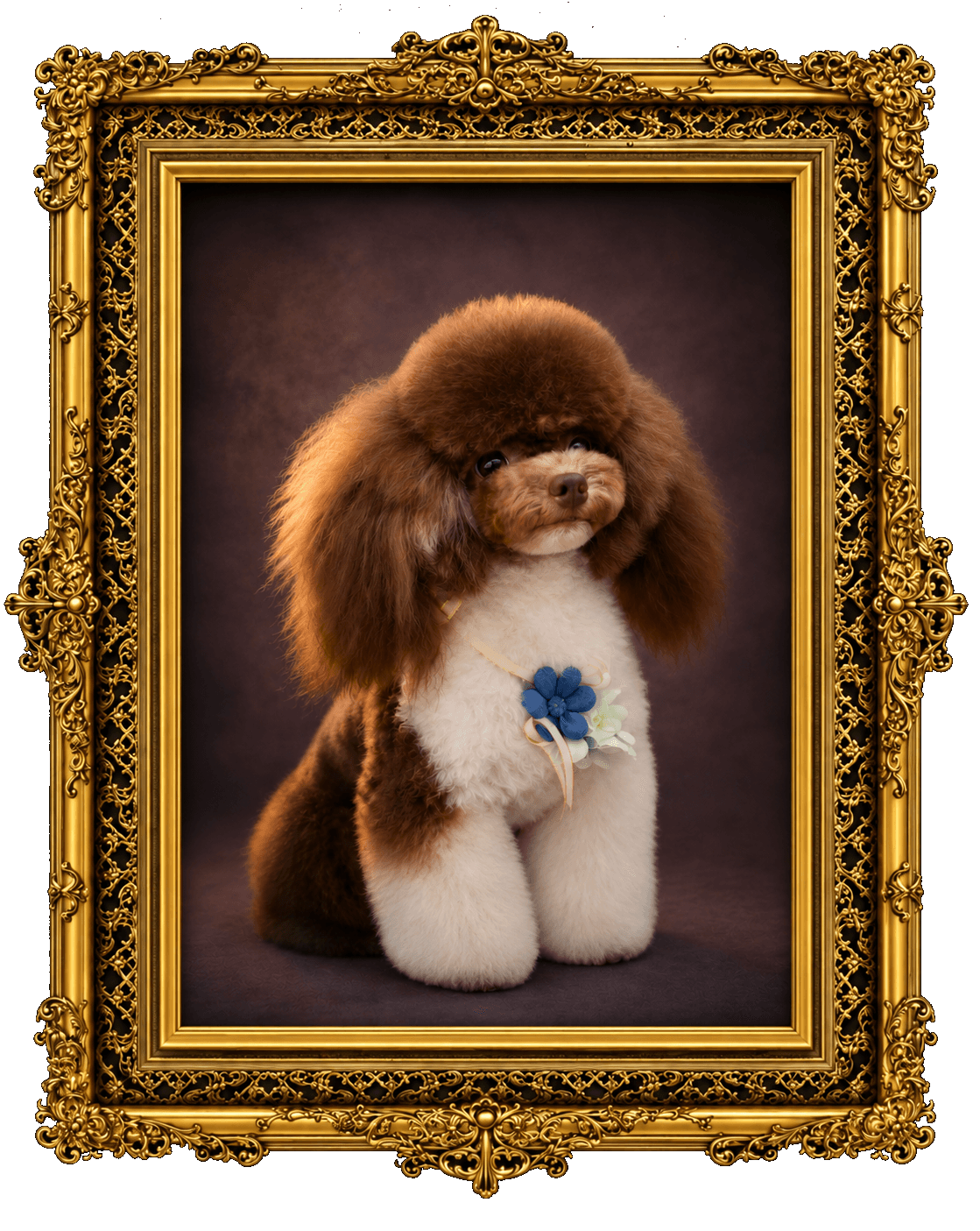K9 Atelier grooming portfolio — chocolate-and-white poodle with a floral ribbon, ornate gold frame