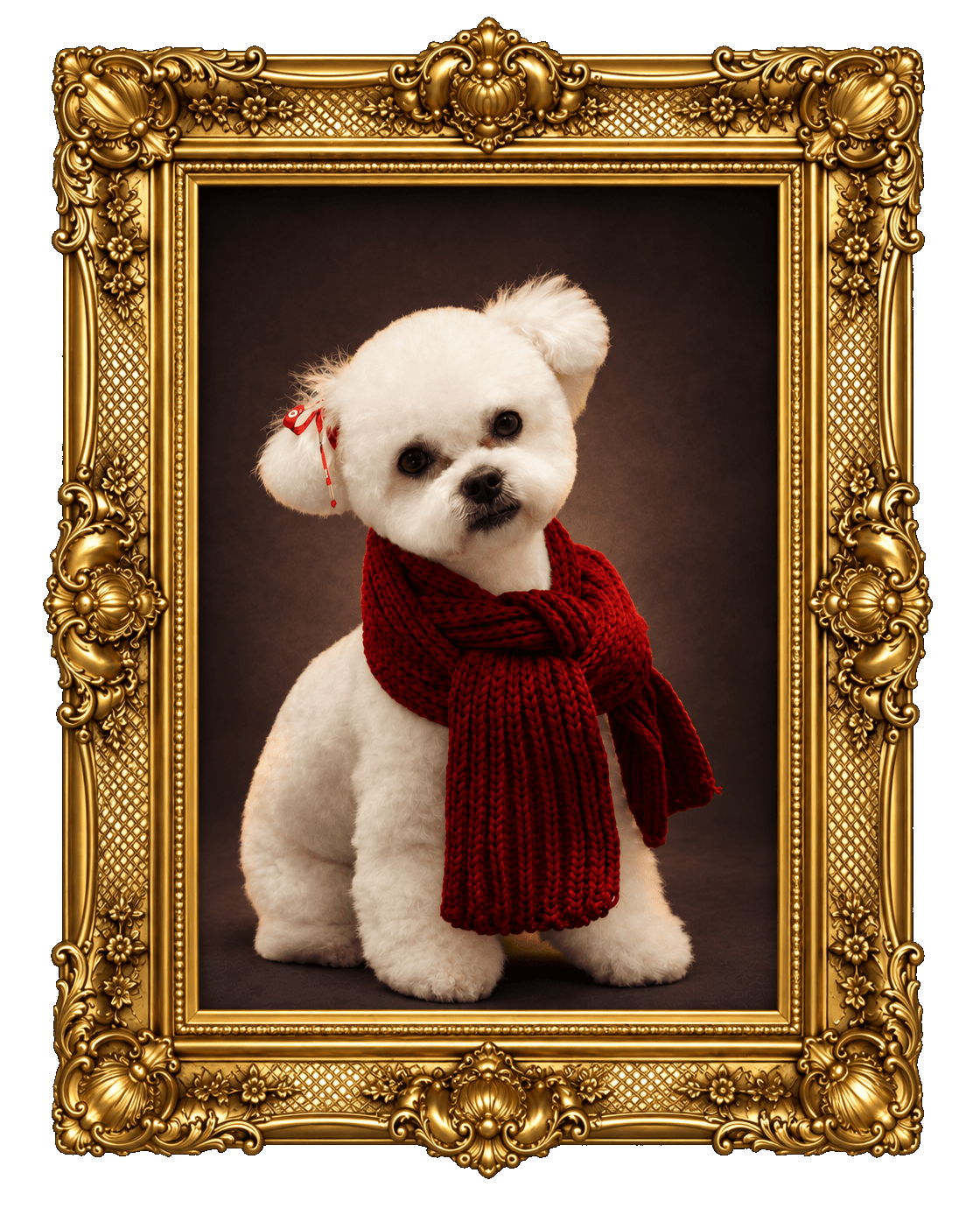 K9 Atelier grooming portfolio — white bichon in a red knit scarf, ornate gold frame