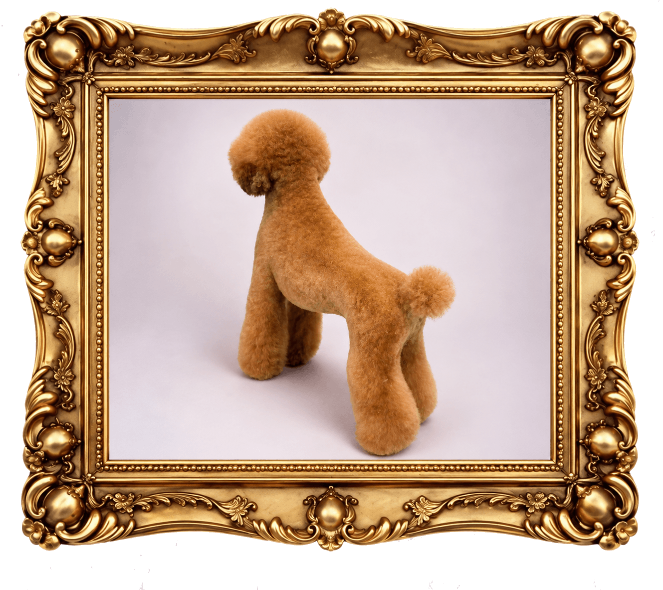 K9 Atelier grooming portfolio — apricot poodle in profile, ornate gold frame