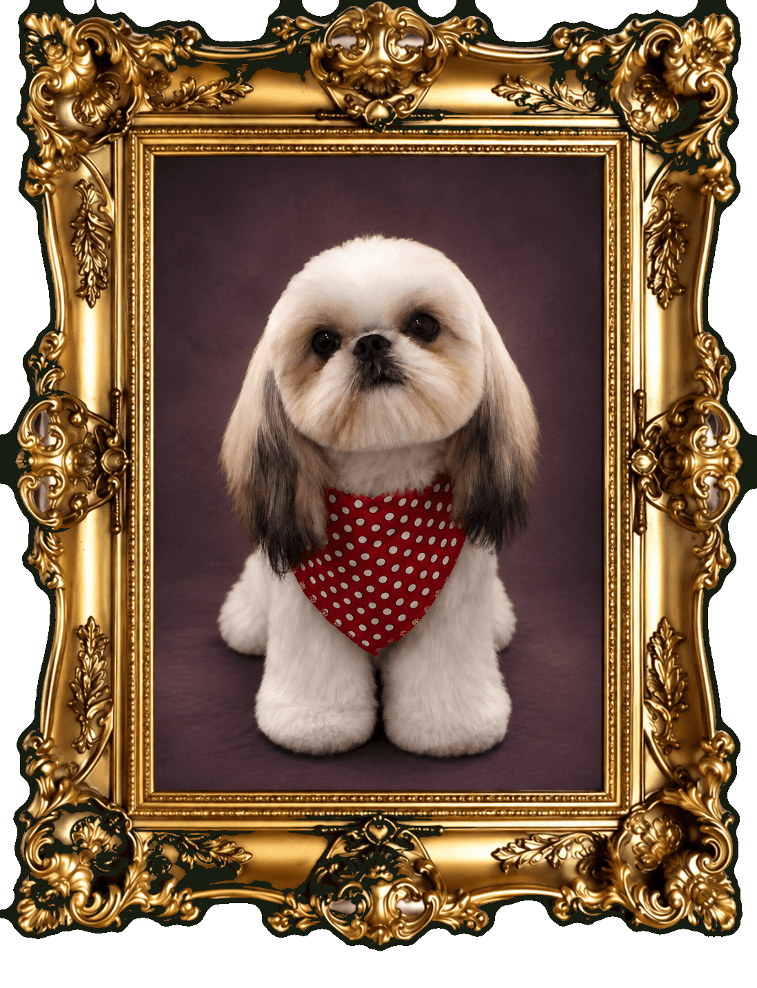 K9 Atelier grooming portfolio — white-and-tan dog in a red polka-dot bandana, ornate gold frame