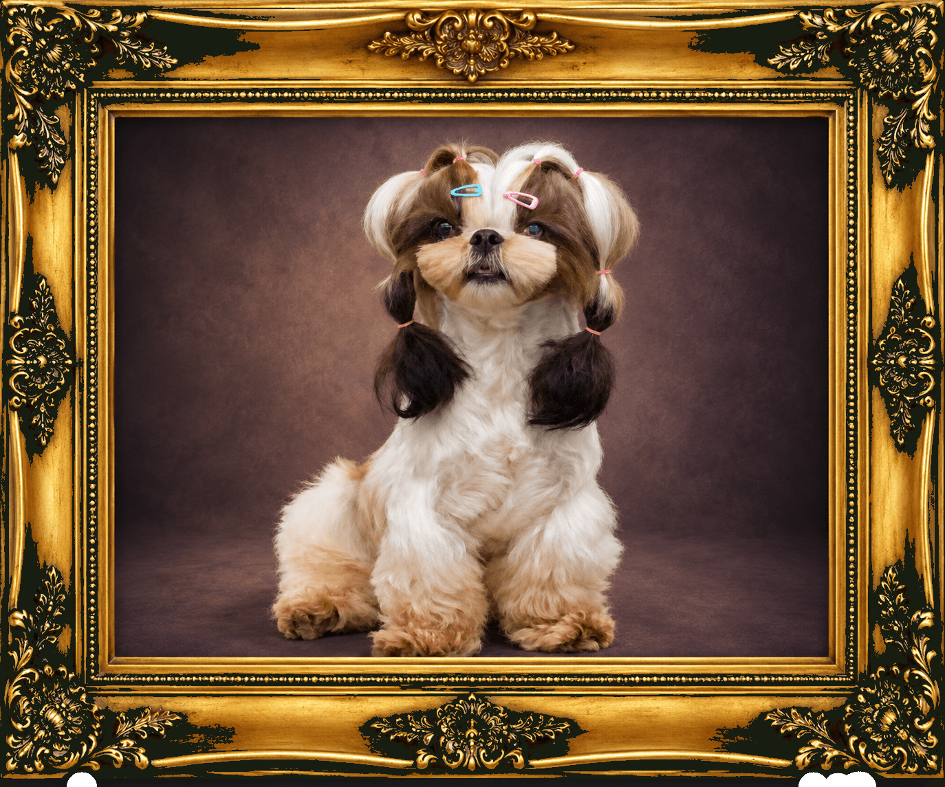 K9 Atelier grooming portfolio — white-and-brown Shih Tzu with a daily braid in an ornate gold frame