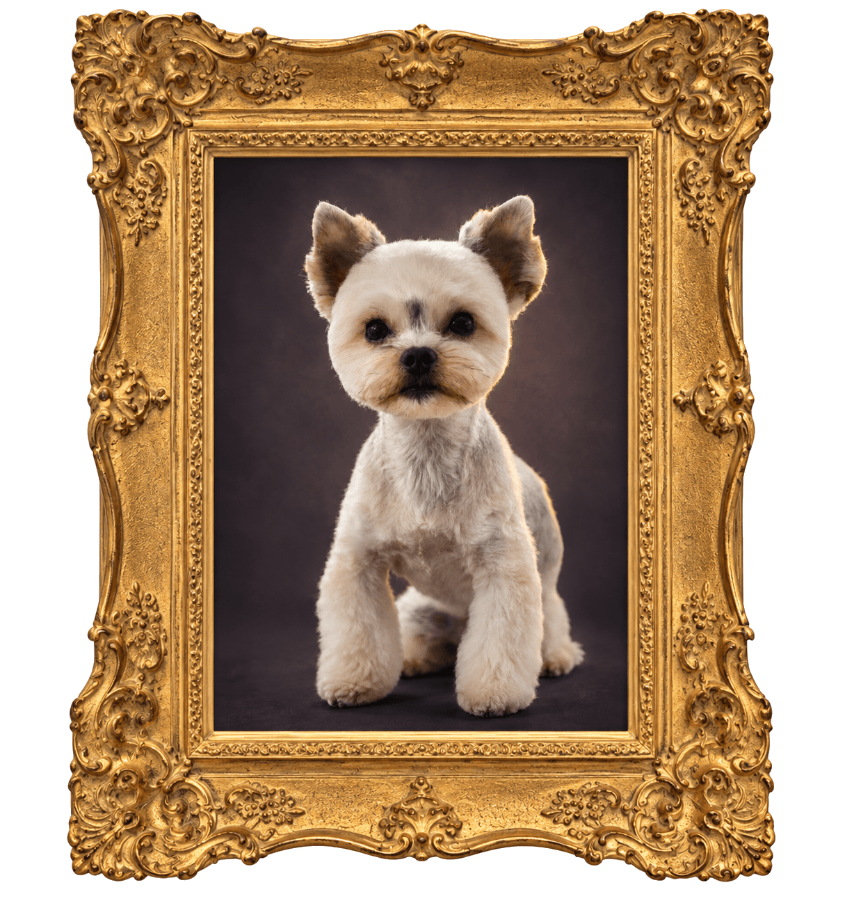 K9 Atelier grooming portfolio — cream-and-silver terrier in an ornate gold frame
