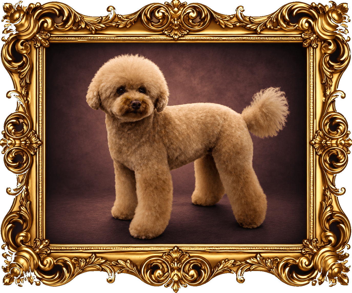 K9 Atelier grooming portfolio — apricot poodle standing in profile, ornate gold frame